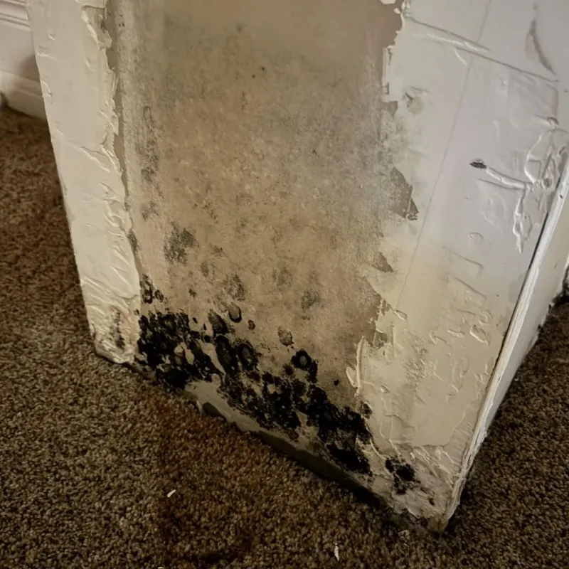 Professional Mold Removal in Highland County, VA